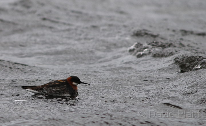 Red-necked phalarope female - A.JPG - Red-necked phalarope, female - Shetland Islands